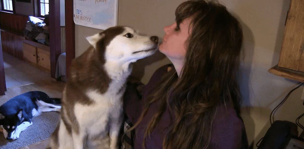 Precious Husky Wants Attention - Right Now! (VIDEO)
