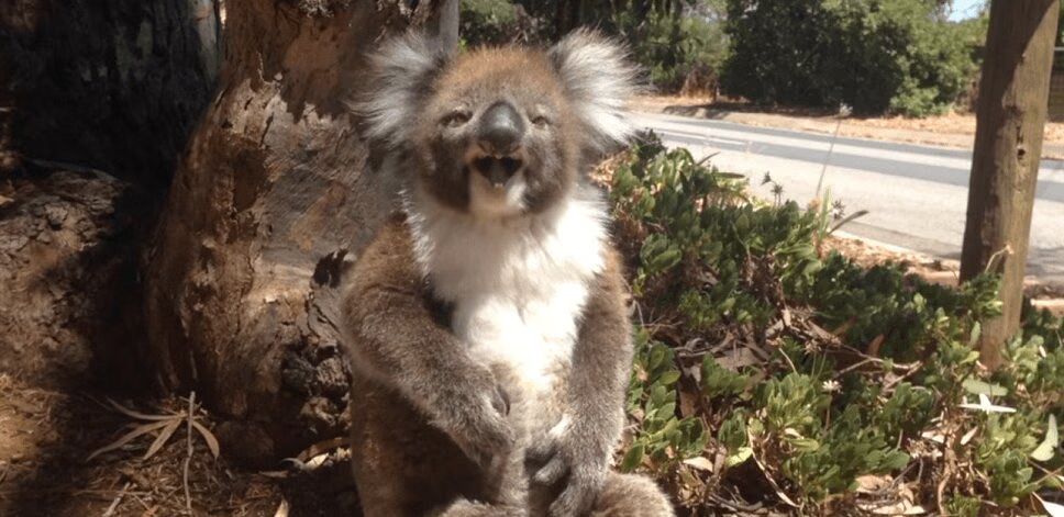 Precious Koala Gets Kicked Out of Tree and Throws Temper Tantrum (VIDEO)