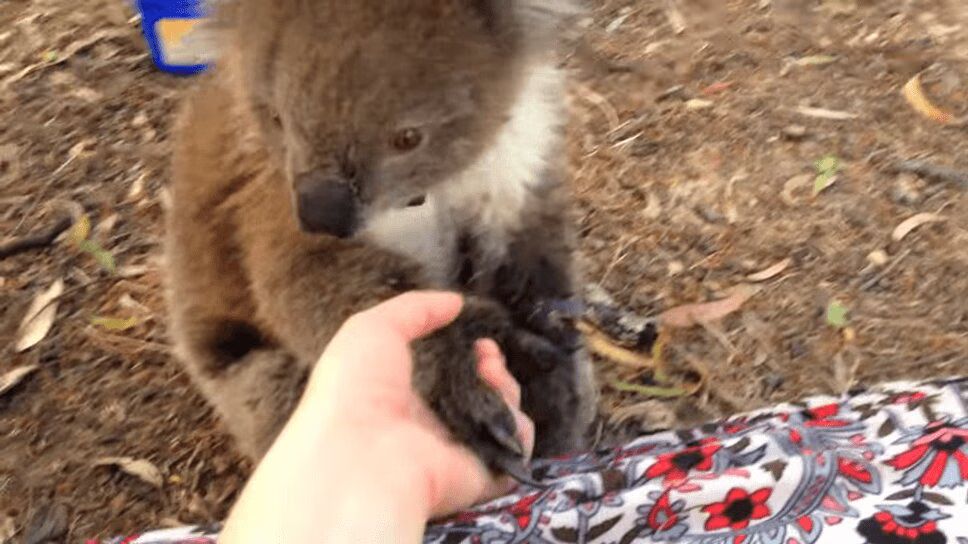 Precious Koala Just Wants To Cuddle (VIDEO)