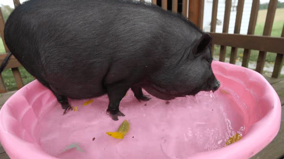 Precious Pig Finds Forever Home At Long Last (VIDEO)