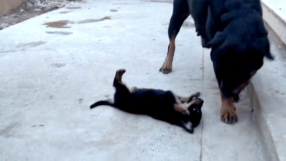 Precious Rottweiler Puppy Wants To Play With Parents (VIDEO)