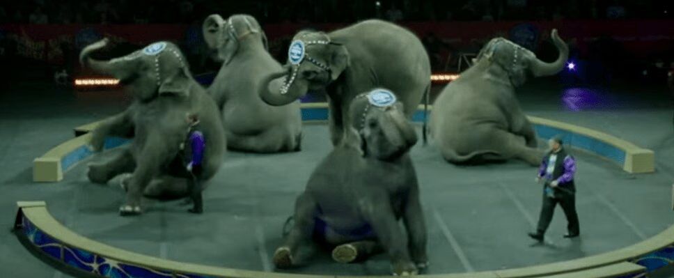 Ringling Bros. and Barnum & Bailey Circus Closing After 146 Years
