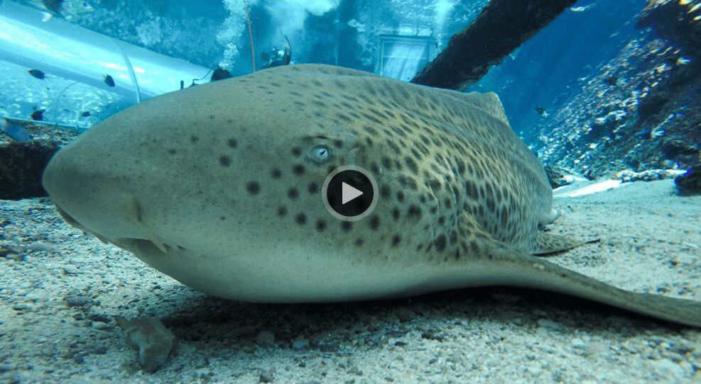 Leonie the Zebra Shark. Source: National Geographic