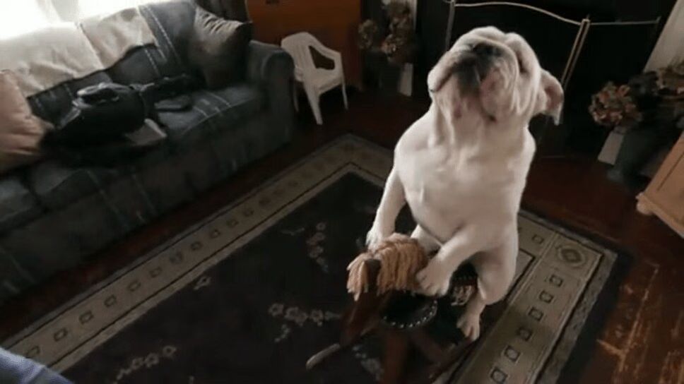 Super Intelligent Bulldog Acts Just Like A Human (VIDEO)