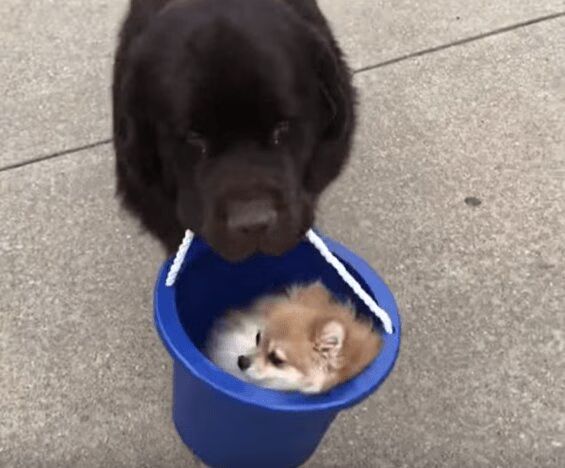 Source: YouTube