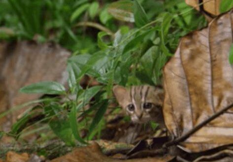Rusty Spotted Cat | Source: YouTube