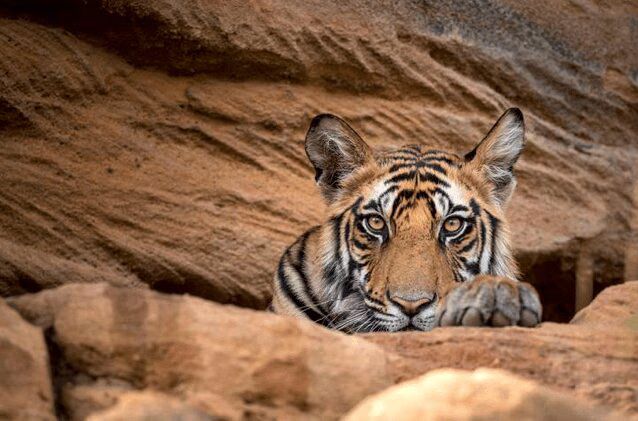 Source: BBC Natural History Unit/©Theo Webb